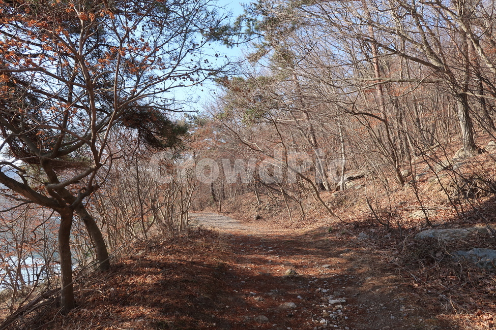 나뭇가지,나뭇잎,나무,단풍,겨울,자연,가을,계절,fall,autumn,season,자연,풍경,nature,landscape,ground,바닥,tree,plant,식물