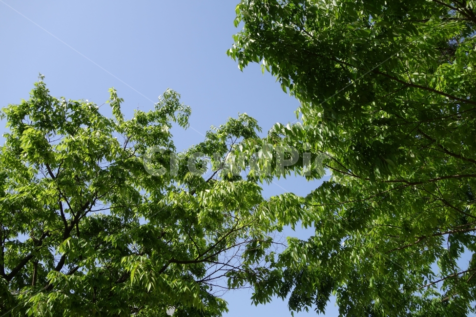 나무,나뭇잎,잎사귀,햇빛,햇살,자연,하늘,초록색,상쾌함,green,leaf,tree,sunshine,식물,자연,plants,nature,나무,trees,wood