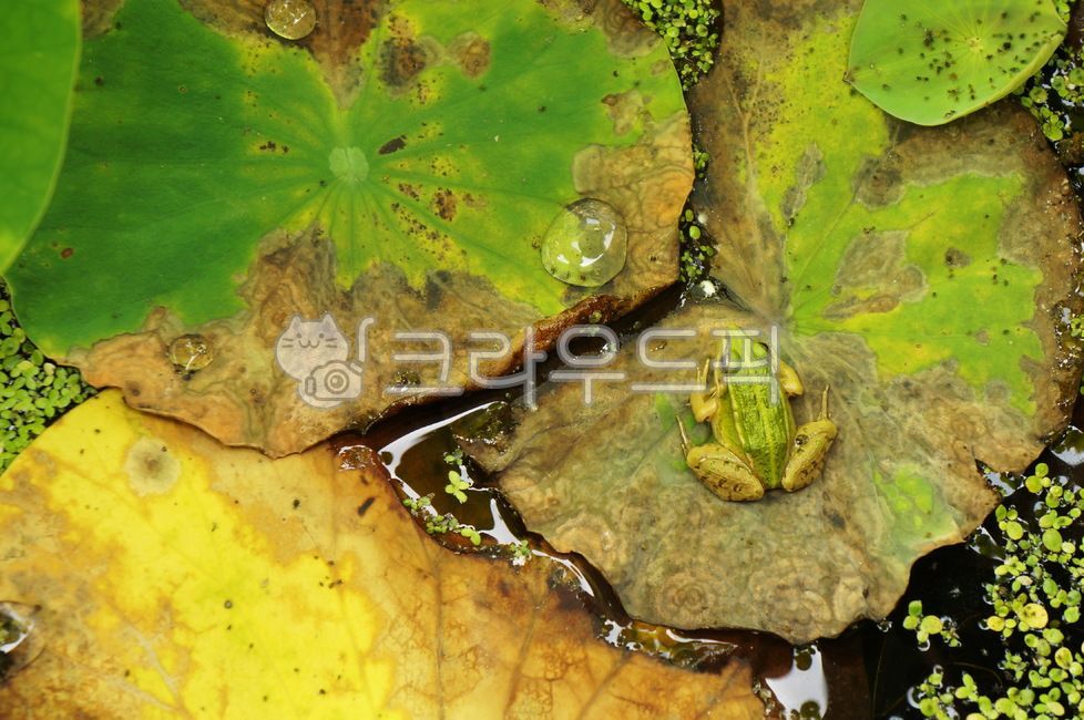 봄,자연,연못,개구리,연꽃잎,녹색,초록,초록색,공원,물,노랑,노란색,연못의개구리,연못개구리,frog,동물,양서류