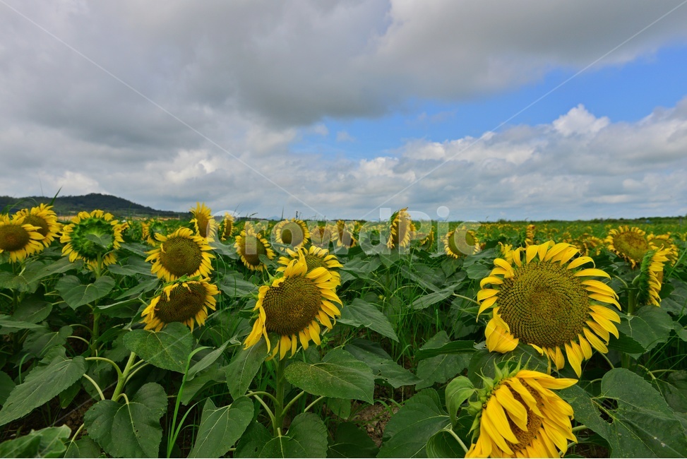 plant,식물,flower,blossom,꽃,sunflower,해바라기,날씨,구름,하늘,해남,마산,간천지,간척지해바라기밭,해바라기밭,마산해바라기밭