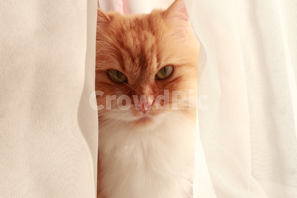 고양이,페르시안,치즈고양이,노란고양이,귀여운,자연,동물,애완동물,반려동물,동물,animal,포유류,mammal,고양이,cat,kitten,kitty