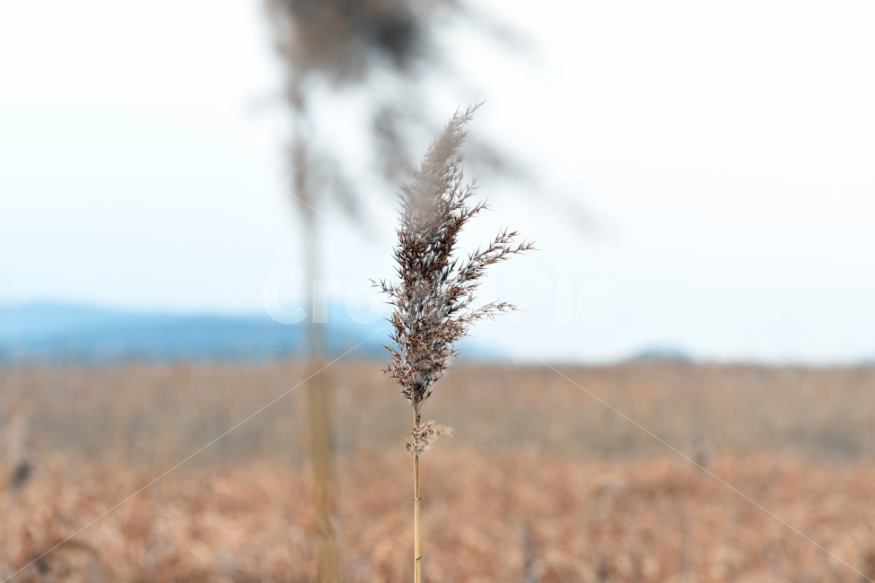 갈대,갈대밭,우음도,겨울갈대,길,풍경,강아지풀,겨울,계절,winter,season,식물,자연,plants,nature