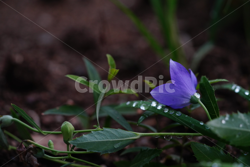 꽃,보라,물,색감,물방울,식물,접사,생물,생명,violet,식물,자연,plants,nature,꽃,flower