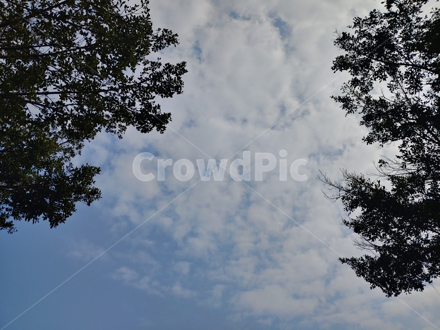 식물,tree,나무,하늘,sky,자연,풍경,nature,landscape