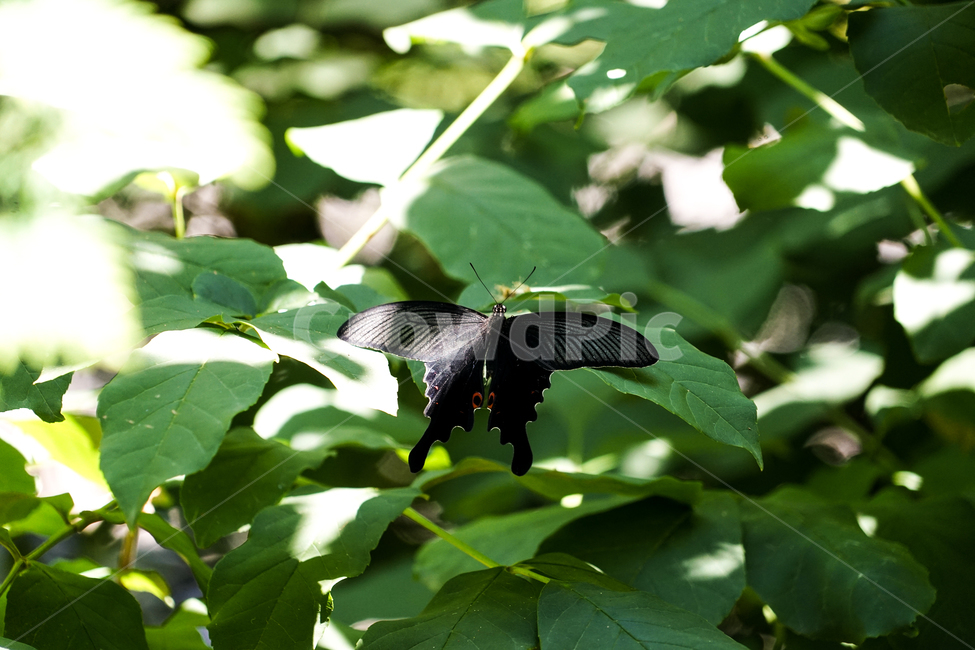 plant,식물,leaf,잎,butterfly,나비,동물,animal,곤충,벌레,insect,bug