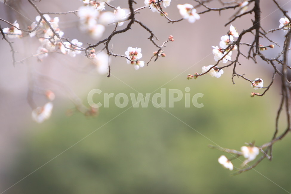 매화,선암매,고매,봄꽃,매화나무,식물,자연,plants,nature,꽃,flower