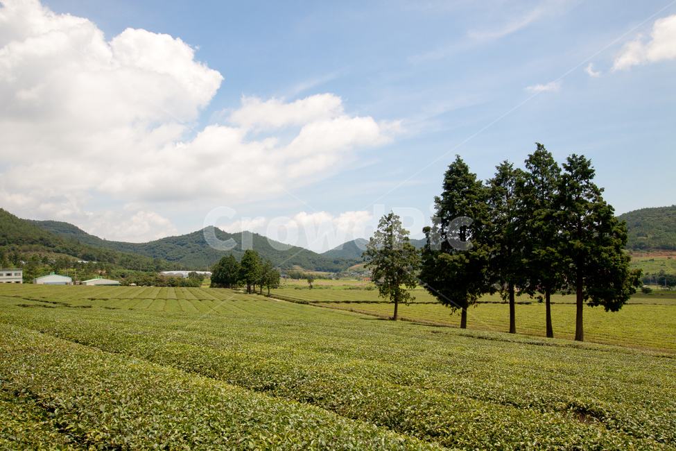 자연,풍경,녹차밭,시골,field,들,nature,outdoors,자연,풍경,nature,landscape