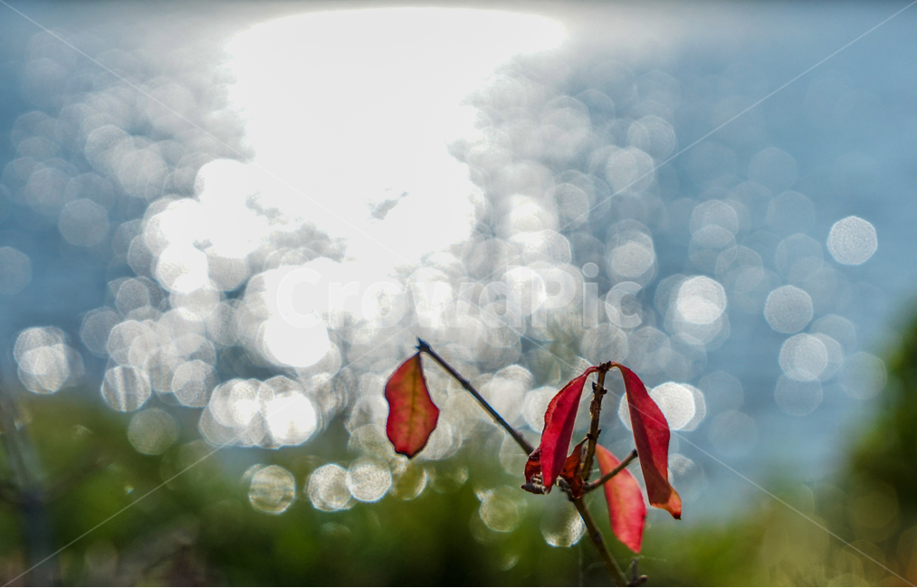 호수,반사,빛,화살나무,잎,나무,단풍,가을,자연,풍경,nature,landscape,plant,식물,leaf