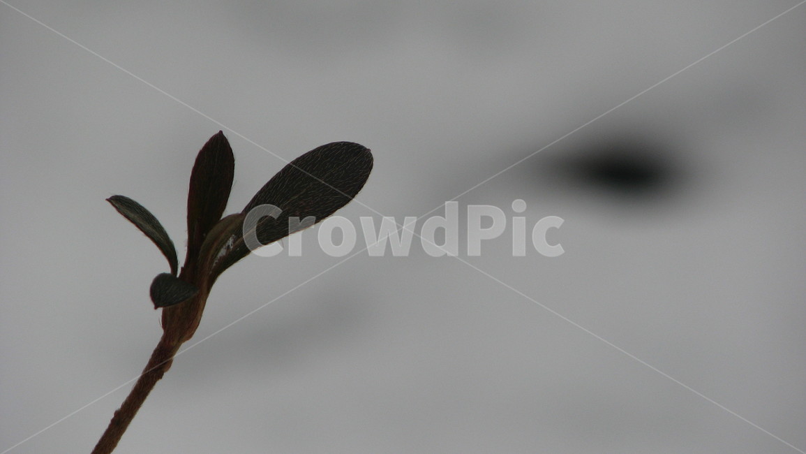 plant,winter,겨울,식물,꽃,겨울,계절,winter,season