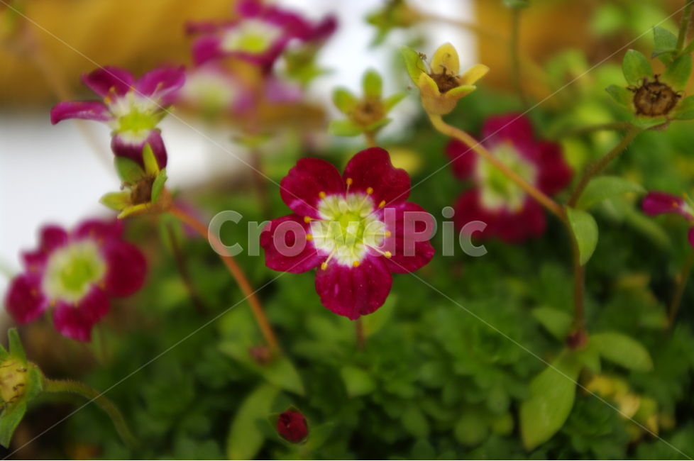 천상초,꽃,꽃봉오리,flower,color,식물,식물,자연,plants,nature,꽃,flower