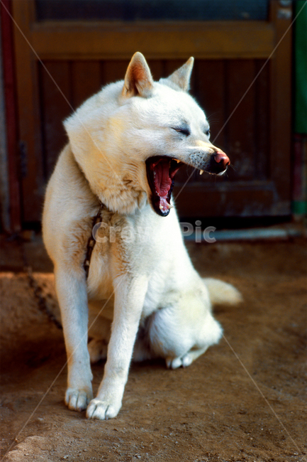 필름,필름사진,필름느낌,필름감성,백구,멍멍이,개,땡칠이,순둥이,진돗개,진도개,하품,게으름,졸림,휴식,힐링,여유,나른함,평온함,휴식시간,반려동물,애완동물,펫,동물,animal,포유류,mammal,개,강아지,dog,doggy