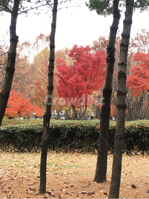 풍경,scenery,나무,tree,나무줄기,treetrunk,낙엽,deciduous,잎,leaf,생활,life,공원,park,바닥,땅,ground,floor,flooring,식물,plant,단풍,maple,가을,계절,fall,autumn,season