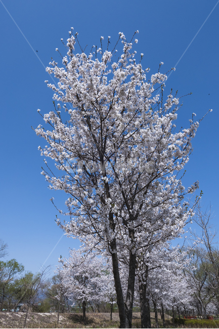 벚나무,벚꽃,꽃,봄,산책,산책길,여유,평화,푸른,하늘,봄,계절,spring,season,식물,자연,plants,nature,나무,trees,wood,ice,빙,outdoors,옥외,plant