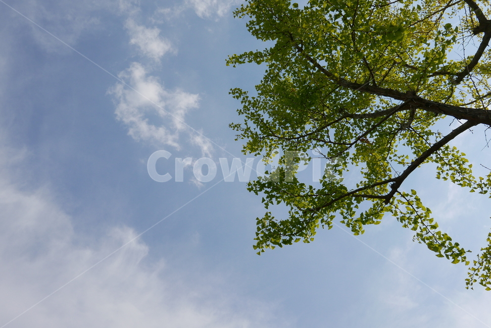 공원,하늘,나무,풍경,길,sky,park,tree,plant,식물