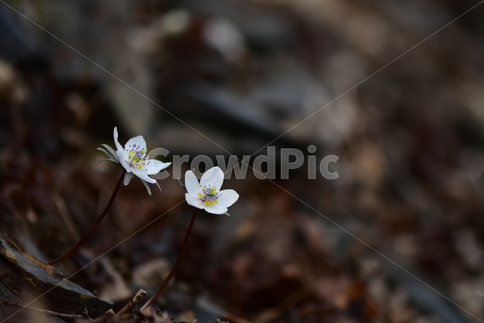 변산바람꽃,야생화,봄,꽃,흰색,자연,식물,식생,봄의전령사,풀꽃,미나리아재비과,plants,nature,spring,season,flower,식물,자연,plants,nature,꽃,flower