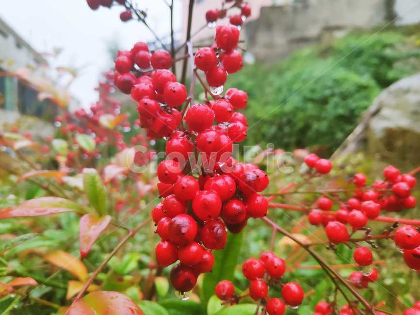 열매,fruit,plant,식물,자연,nature,나무,tree,빨강,red,과일,열매,fruit