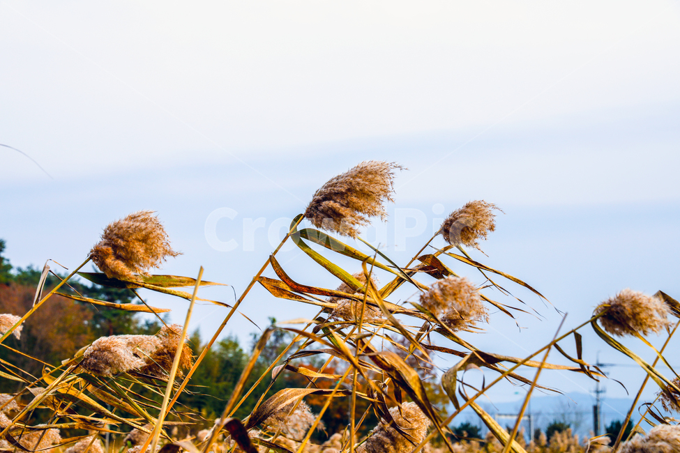 갈대,잔디,grass,reed,lawn,식물,억새,하늘,바람,가을,계절,fall,autumn,season