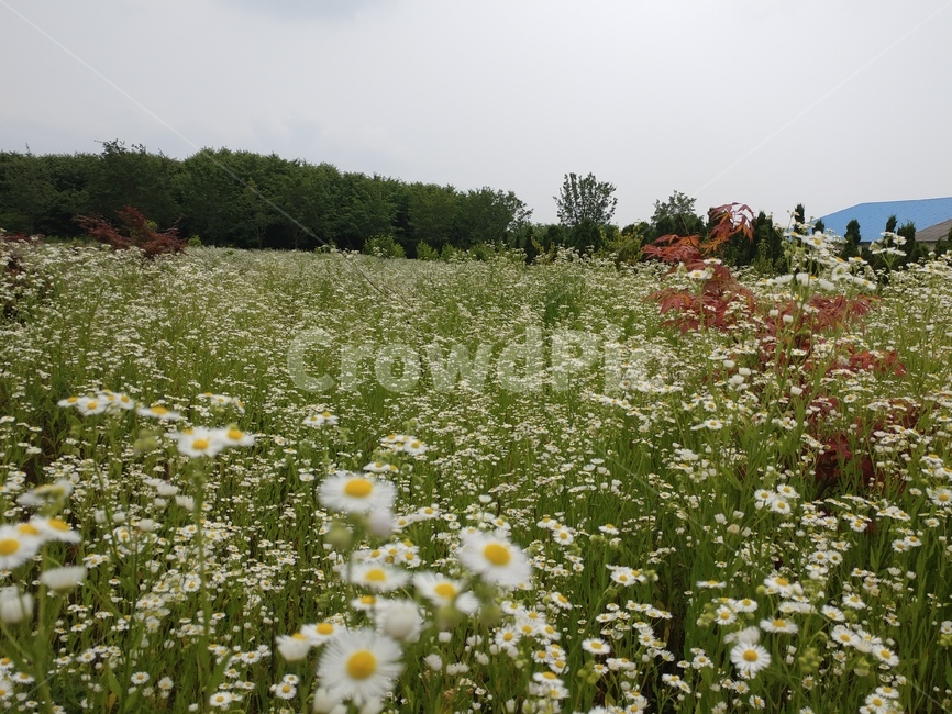 개망초,식물,초롱꽃목,국화과,왜풀,두해살이풀,망초,개망풀,넓은잎잔꽃풀
