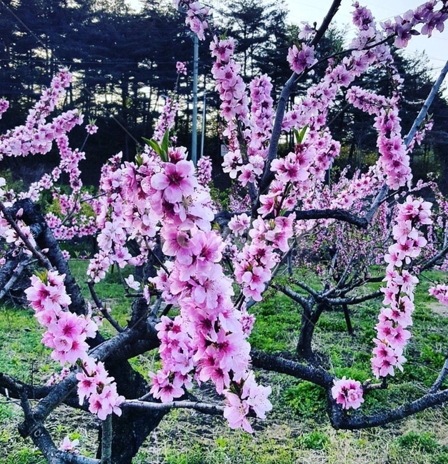봄,복숭아,plants,flower,감성