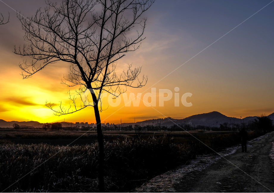 겨울,아침,나무,햇살,갈대,사람,인간,자연,풍경,nature,landscape,outdoors,옥외