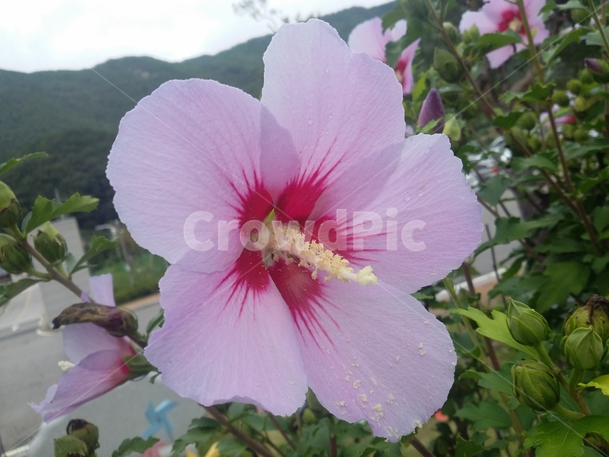 무궁화,무궁화꽃,꽃,plant,식물,flower,식물,자연,plants,nature,꽃,flower