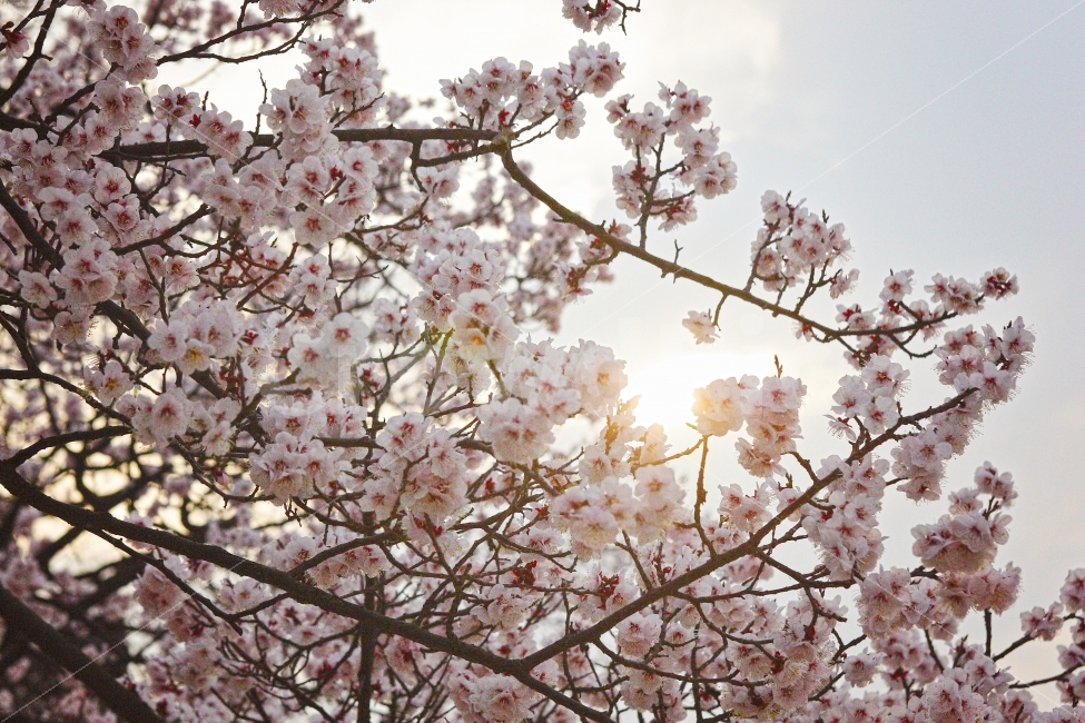 꽃,벚꽃,식물,하늘,봄,FLOWER,플라워,sakura,계절,spring,자연,plants,nature,나무,snap,봄,계절,spring,season,식물,자연,plants,nature,꽃,flower,plant,blossom,cherry blossom