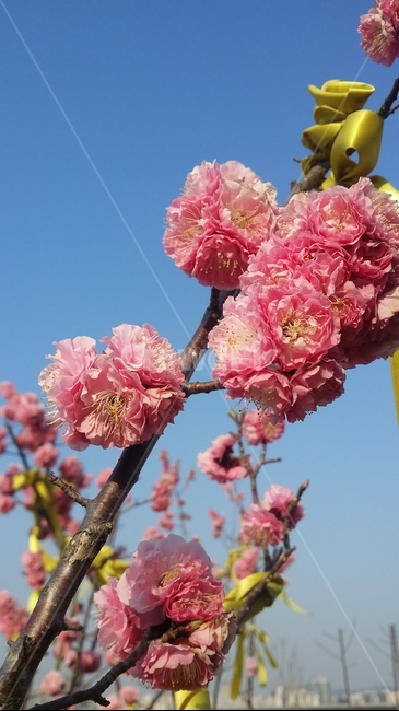 plant,식물,blossom,꽃송이,벚꽃나무,벗꽃나무,왕벚꽃,여의도벚꽃,flower,꽃,꽃나무