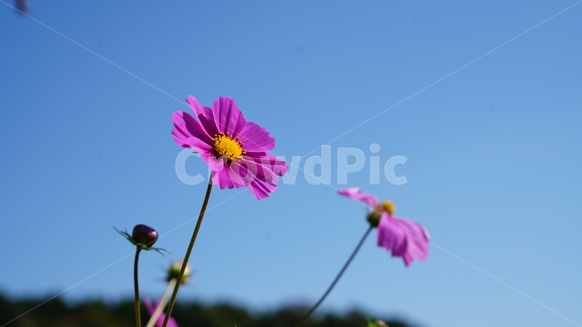 코스모스,살랑살랑,가을,바람,꽃,가을,계절,fall,autumn,season,식물,자연,plants,nature,꽃,flower,plant,daisies,데이지,blossom,daisy