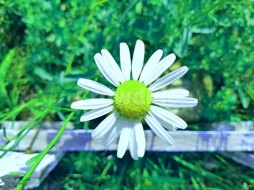 방긋,개망초,꽃,거리,울타리,맑음,날씨,햇살,일상,자연,색감,노랑,하양,smile,daisy,fleabane,flower,street,fence,sunny,weather,daily,nature,color,yellow,white,식물,자연,plants,nature,꽃,flower