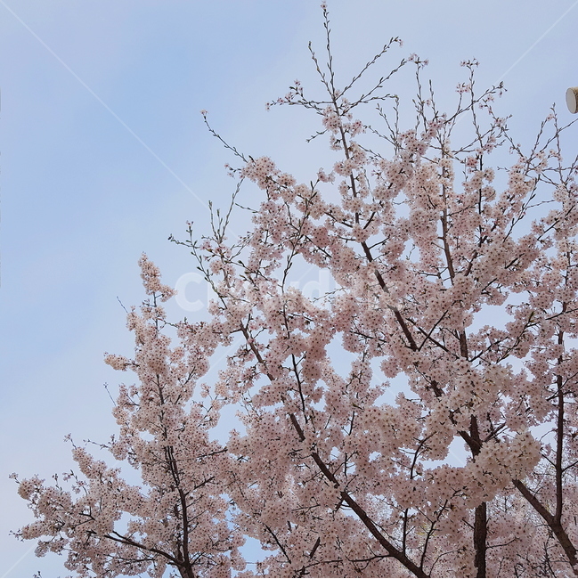 봄,벚꽃,꽃,분홍,pink,봄,계절,spring,season,식물,자연,plants,nature,꽃,flower,plant,blossom