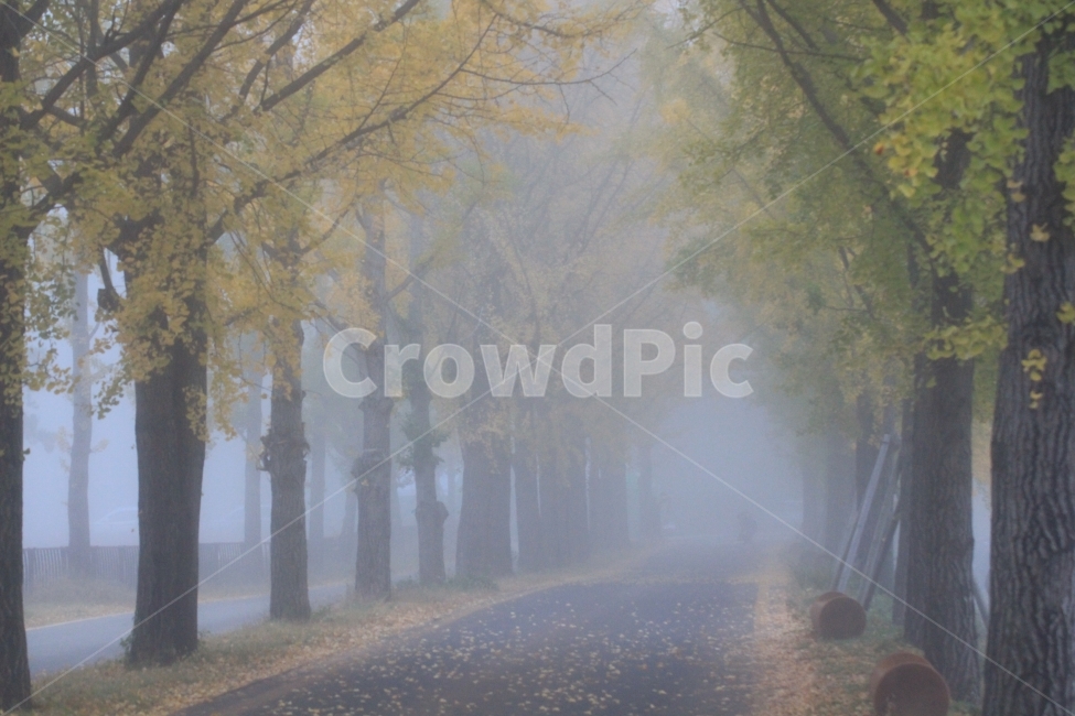 은행나무,문광저수지,안개,새벽,풍경,가을,계절,fall,autumn,season,자연,풍경,nature,landscape,한국자연풍경,한국자연경관,korea nature landscape,식물,plants,나무,trees,wood,weather,날씨,outdoors,옥외