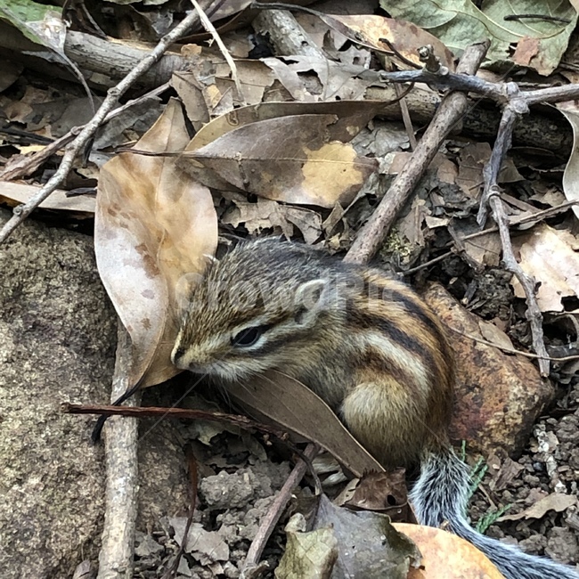 다람쥐,동물,작은동물,숲속동물,자연,아기다람쥐,동물,animal,포유류,mammal