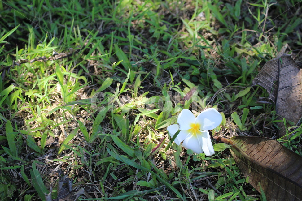 plant,식물,꽃,풀,흰색,노랑색