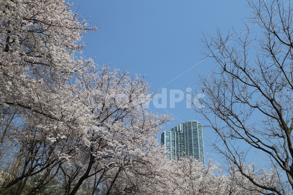 산책길,벚꽃,벚꽃나무,꽃,나무,plant,식물,flower,blossom