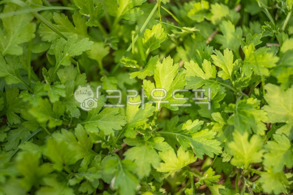 쑥, 초록, 잎, herbs, 허브, 사진,이미지,일러스트,캘리그라피 - Jgdanwoo작가