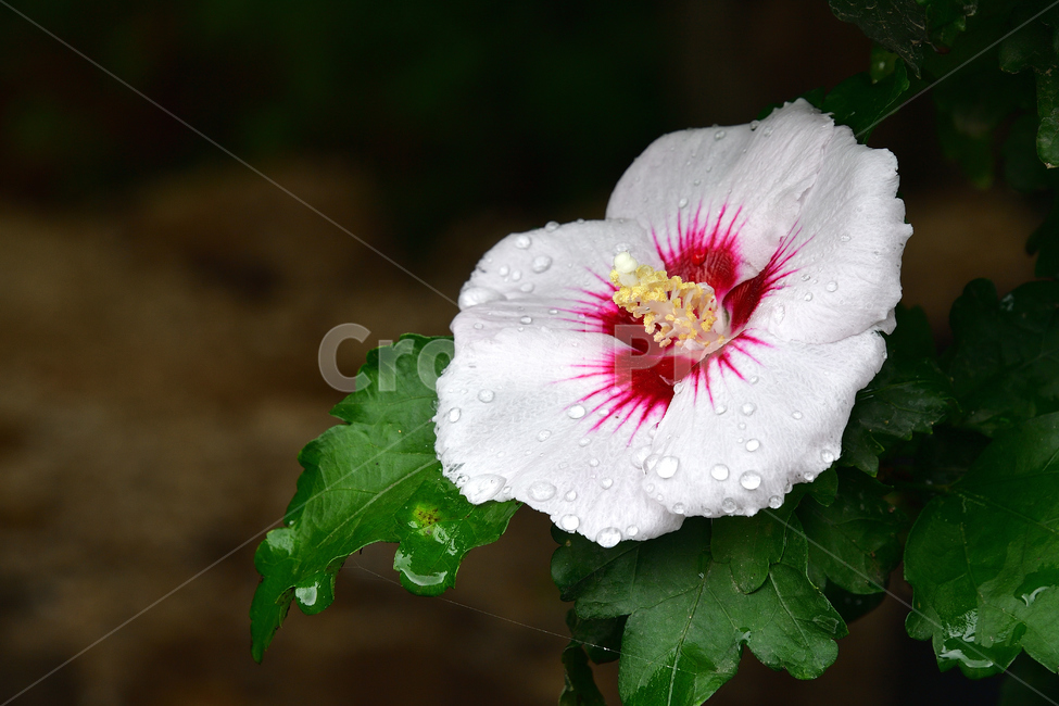 무궁화,꽃,식물,나라꽃,백단심,식물,자연,plants,nature,꽃,flower