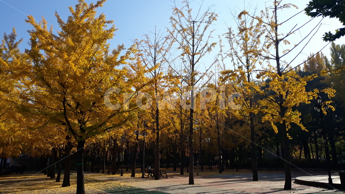 낙엽,가을,노란,노랑,공원,fall,가을,계절,fall,autumn,season,자연,풍경,nature,landscape,tree,나무,plant,식물,tree trunk,나무 줄기
