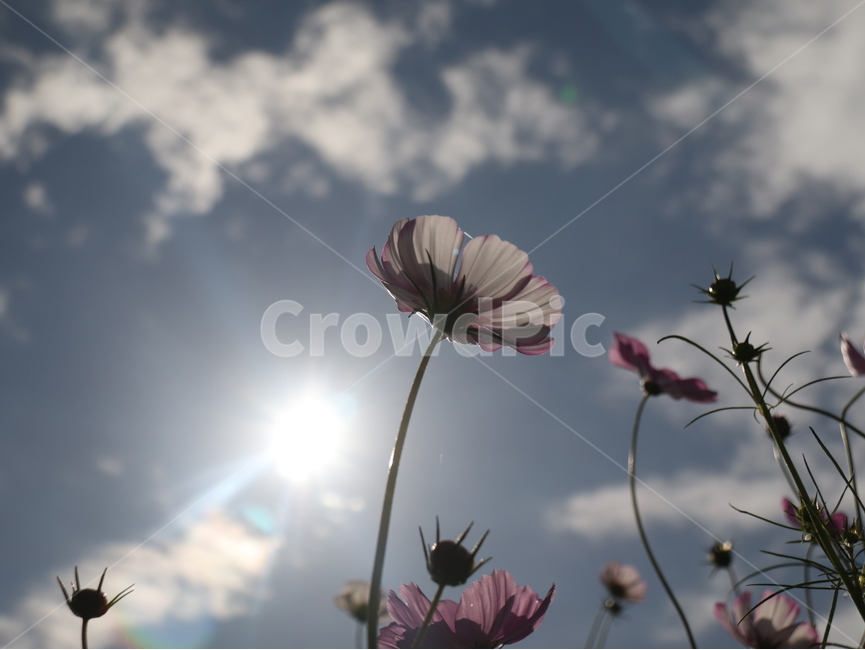 코스모스,빛,저녁,가을,가을하늘,감성,노을,가을,계절,fall,autumn,season,식물,자연,plants,nature,꽃,flower,flare,플레어,light,plant