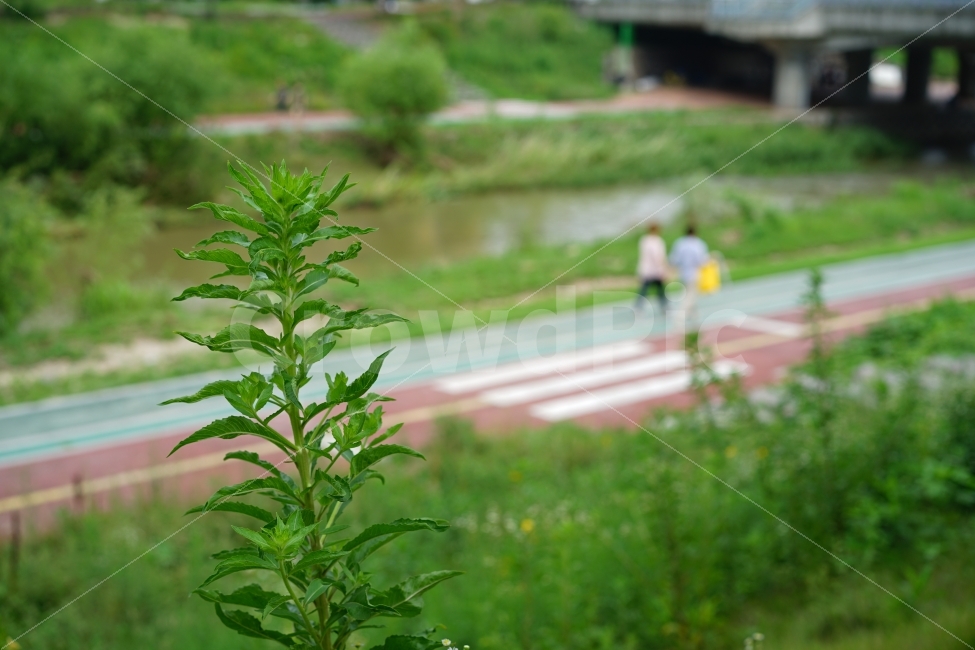 산책,데이트,연인,커플,걷기,나들이,산보,러브,사랑,애정,인연,거리,일상,커플스냅,스냅,길,둘,식물,자연,plants,nature