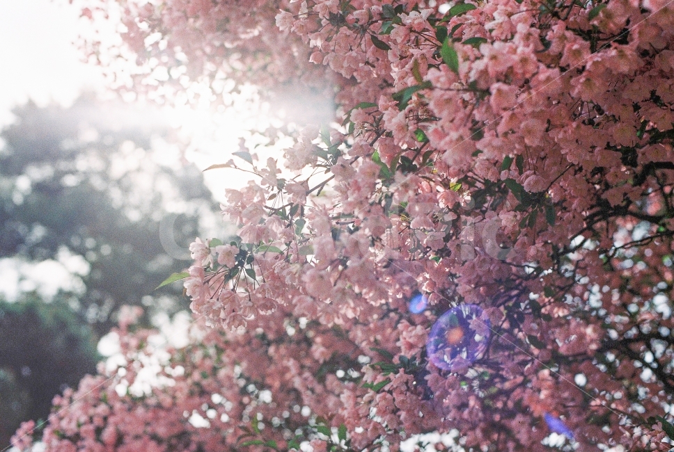 spring,film photography,pretty photo,Minolta x300,flower tree,flower
