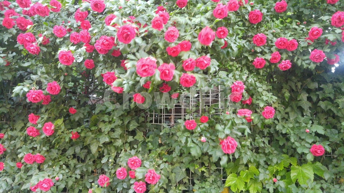 장미,봄꽃,rose,봄이미지,flowers,plants,spring,식물,바탕,배경,계절,봄,꽃,nature,beautiful,빨간색,가든,garden,공원
