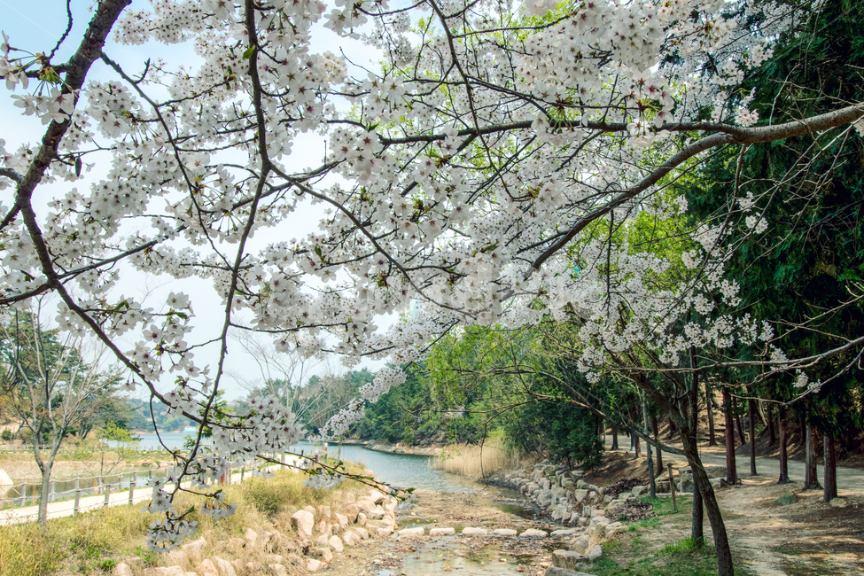 봄,산책,공원,벚꽃,저수지,spring,park,sakura,cherryblossom,봄,계절,spring,season,자연,풍경,nature,landscape,plant,식물,blossom,꽃,flower