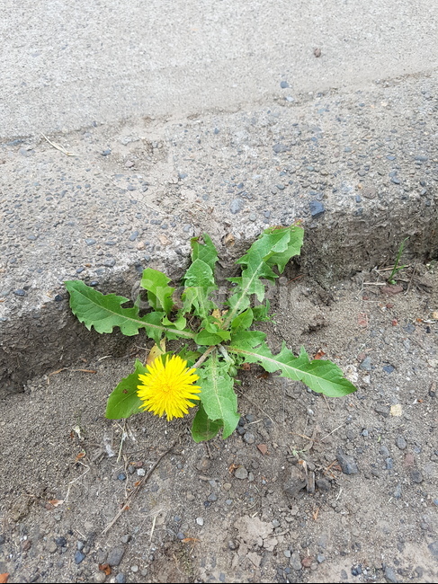 민들레,꽃,길가에핀꽃,길꽃,꽃하나,식물,자연,plants,nature,꽃,flower