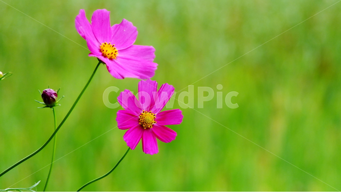 가을,코스모스,그린,핑크,분홍색,인연,가을,계절,fall,autumn,season,식물,자연,plants,nature,꽃,flower,petal,꽃잎,plant,blossom
