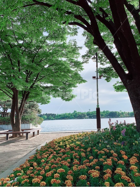 tree,나무,plant,식물,자연,하늘,꽃,자연,풍경,nature,landscape