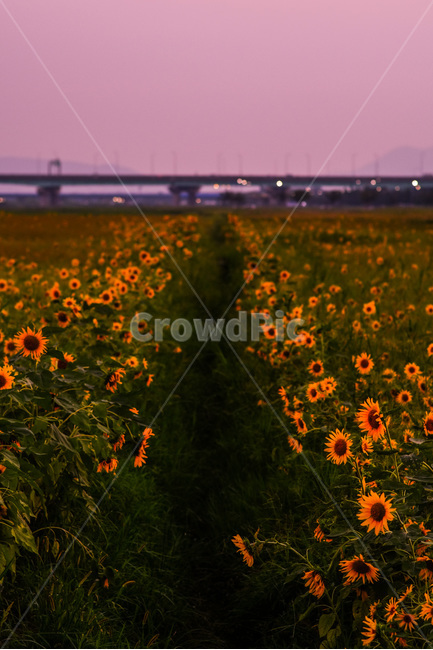 해바라기,해바라기밭,꽃밭,노란꽃,풏경,시선,자연,풍경,nature,landscape,plant,식물