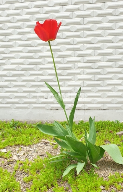 홀로서기,여름,flower,꽃,식물,plant,듈립,식물,자연,plants,nature