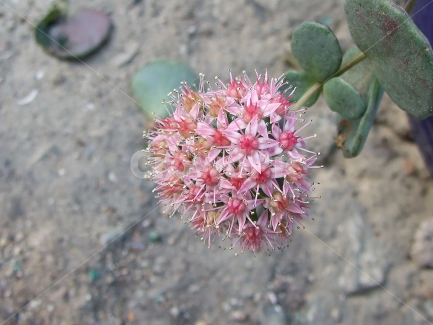 꽃,식물,꽃잎,flower,핑크꽃,식물,자연,plants,nature,꽃,flower
