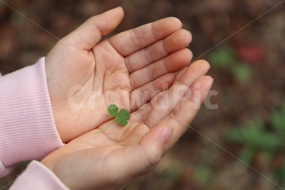 가을,손,어린이,세잎크로버,행복,풀,잡초,두손,식물,자연,plants,nature,사람,인물,인간,human,person,신체일부,몸,body