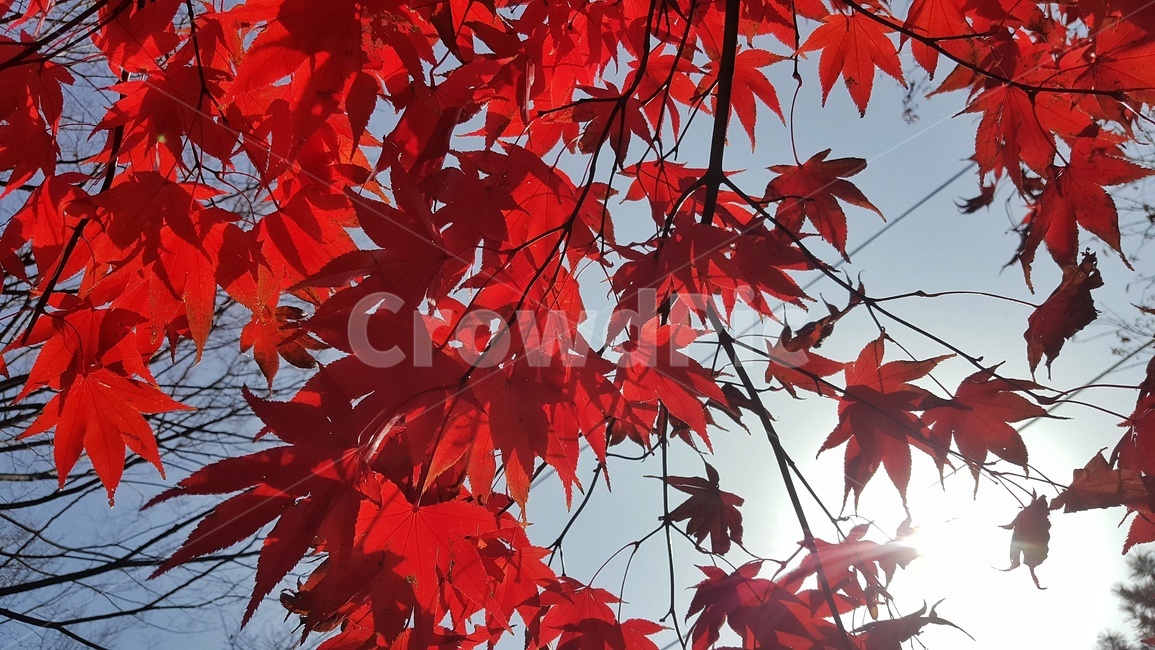 단풍잎,단풍,붉다,맑음,fall,leaf,잎,plant,식물,tree,나무,maple